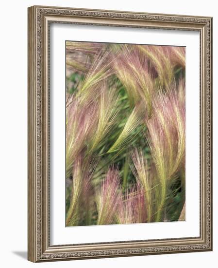 Wild Barley-Michele Westmorland-Framed Photographic Print