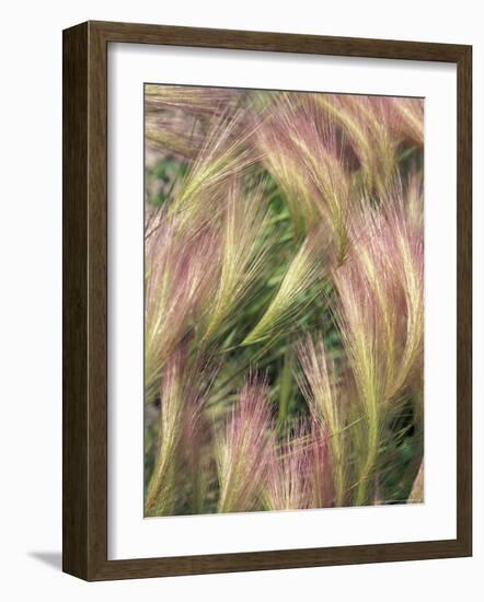 Wild Barley-Michele Westmorland-Framed Photographic Print