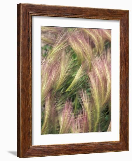 Wild Barley-Michele Westmorland-Framed Photographic Print