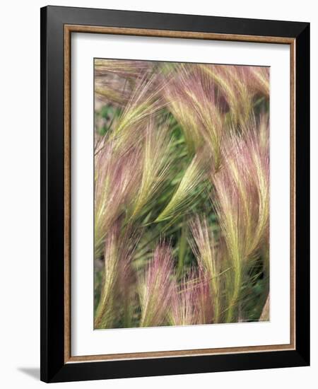 Wild Barley-Michele Westmorland-Framed Photographic Print
