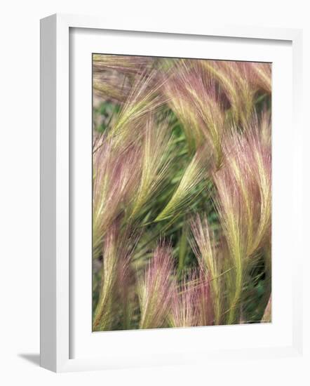 Wild Barley-Michele Westmorland-Framed Photographic Print