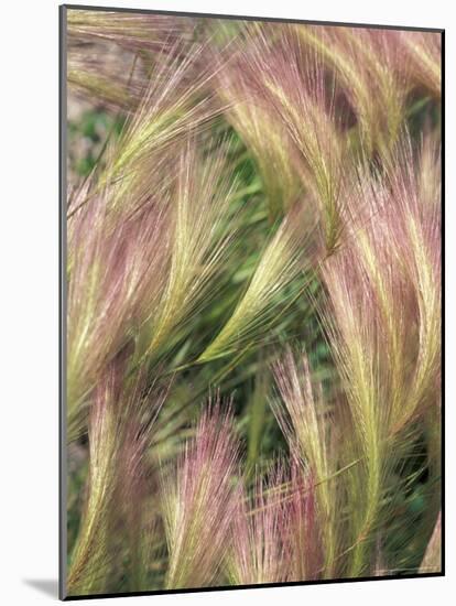 Wild Barley-Michele Westmorland-Mounted Photographic Print