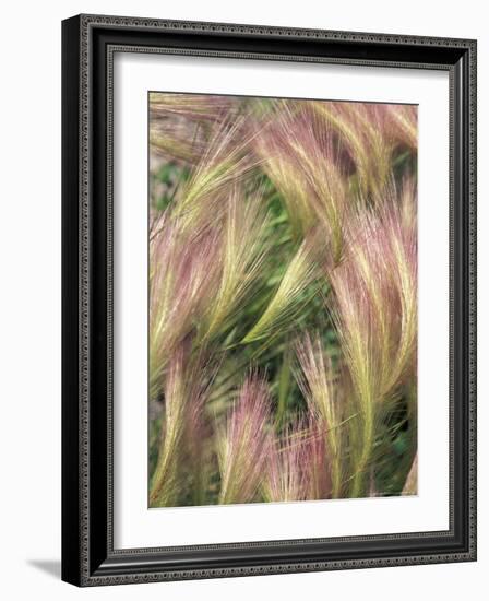 Wild Barley-Michele Westmorland-Framed Photographic Print