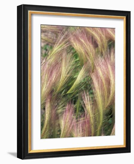 Wild Barley-Michele Westmorland-Framed Photographic Print