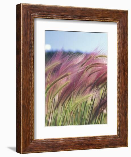 Wild Barley-Michele Westmorland-Framed Photographic Print