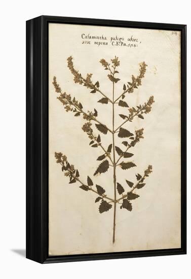 Wild Basil (Calamintha Clinopodium)-null-Framed Premier Image Canvas