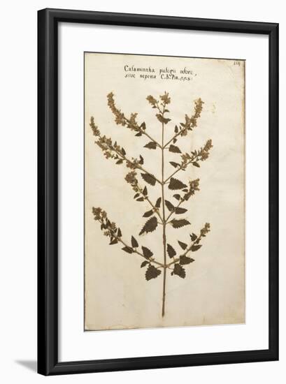 Wild Basil (Calamintha Clinopodium)-null-Framed Giclee Print
