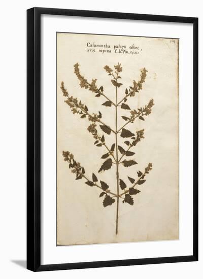 Wild Basil (Calamintha Clinopodium)-null-Framed Giclee Print