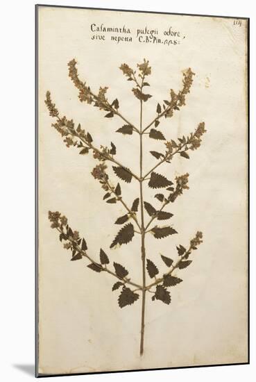 Wild Basil (Calamintha Clinopodium)-null-Mounted Giclee Print