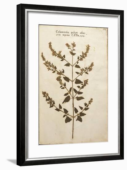 Wild Basil (Calamintha Clinopodium)-null-Framed Giclee Print