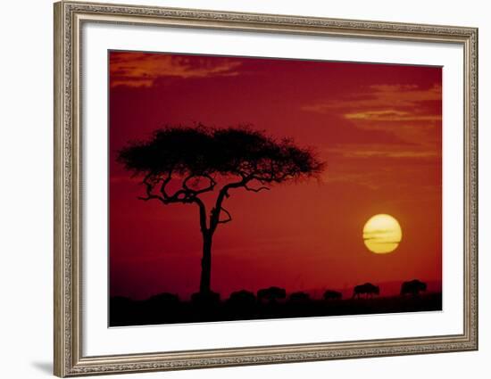 Wild Beast Migration, Masai Mara, Kenya-Dee Ann Pederson-Framed Art Print