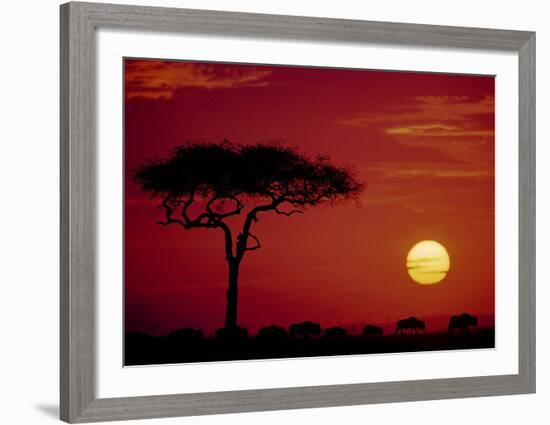 Wild Beast Migration, Masai Mara, Kenya-Dee Ann Pederson-Framed Art Print