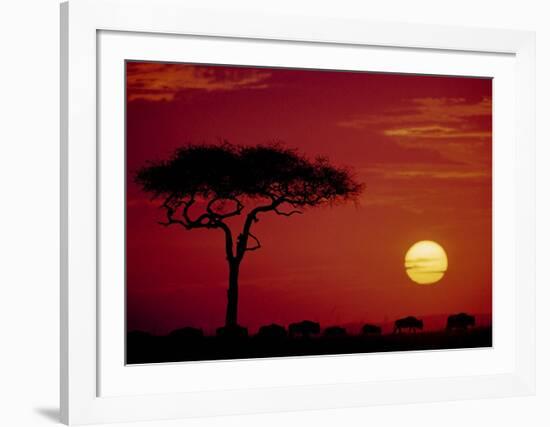 Wild Beast Migration, Masai Mara, Kenya-Dee Ann Pederson-Framed Art Print