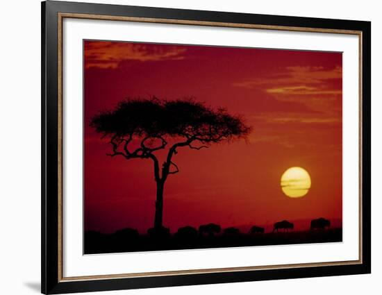 Wild Beast Migration, Masai Mara, Kenya-Dee Ann Pederson-Framed Art Print