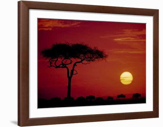 Wild Beast Migration, Masai Mara, Kenya-Dee Ann Pederson-Framed Art Print