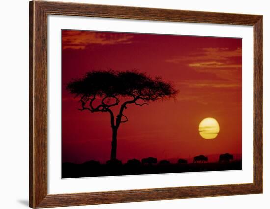 Wild Beast Migration, Masai Mara, Kenya-Dee Ann Pederson-Framed Art Print