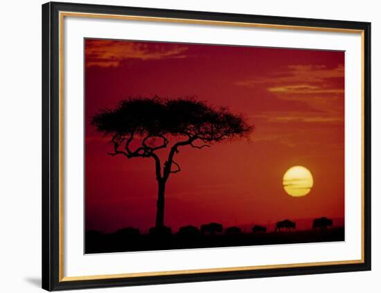 Wild Beast Migration, Masai Mara, Kenya-Dee Ann Pederson-Framed Art Print