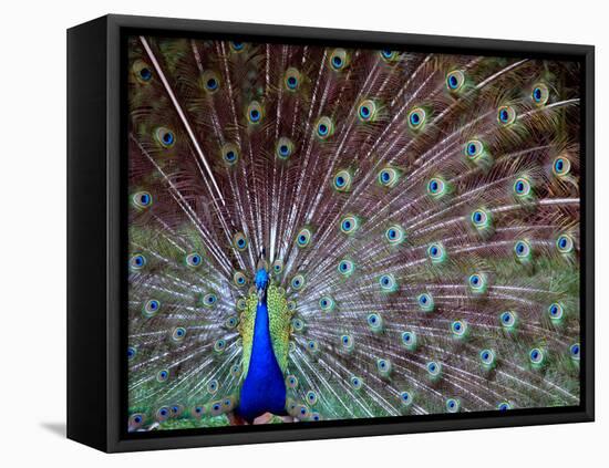 Wild Beauty I-Gail Peck-Framed Premier Image Canvas