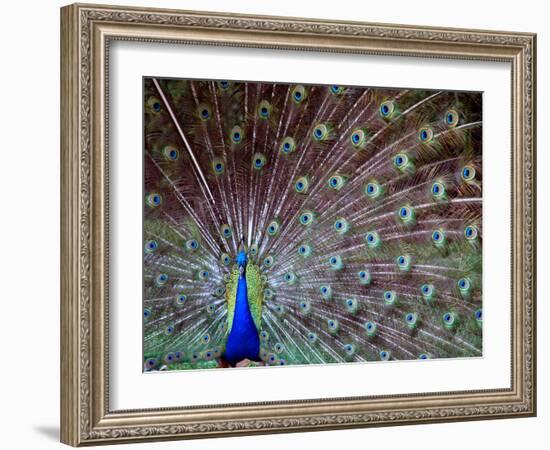 Wild Beauty I-Gail Peck-Framed Photographic Print