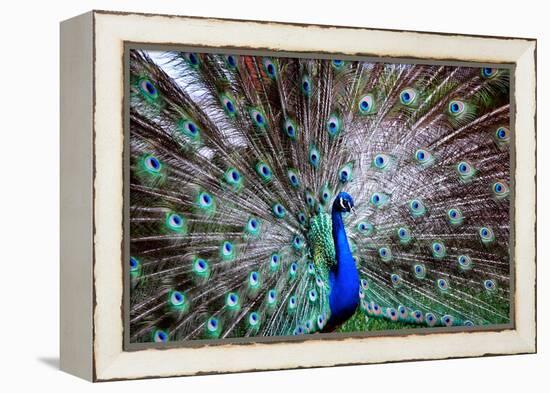 Wild Beauty II-Gail Peck-Framed Premier Image Canvas