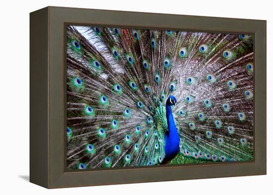 Wild Beauty II-Gail Peck-Framed Premier Image Canvas