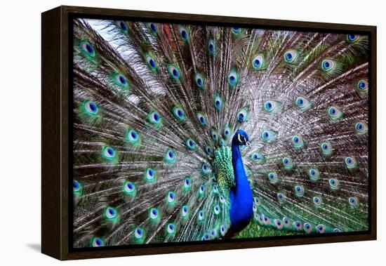 Wild Beauty II-Gail Peck-Framed Premier Image Canvas