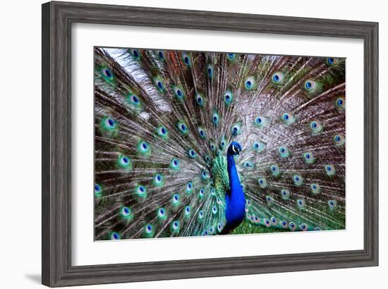 Wild Beauty II-Gail Peck-Framed Photographic Print