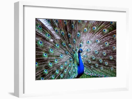 Wild Beauty II-Gail Peck-Framed Photographic Print