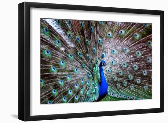 Wild Beauty II-Gail Peck-Framed Photographic Print