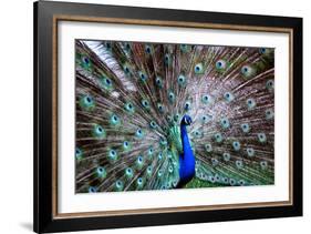 Wild Beauty II-Gail Peck-Framed Photographic Print