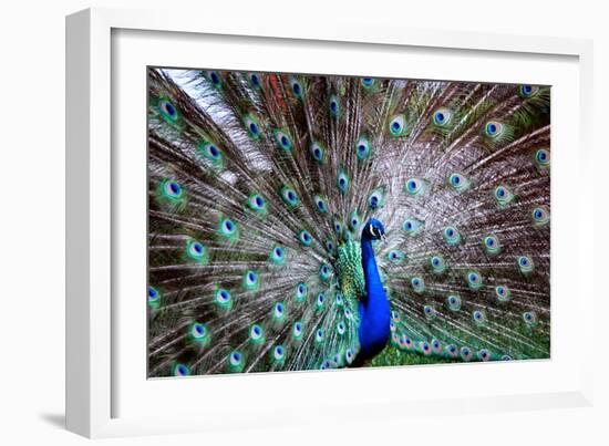 Wild Beauty II-Gail Peck-Framed Photographic Print