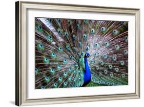 Wild Beauty II-Gail Peck-Framed Photographic Print