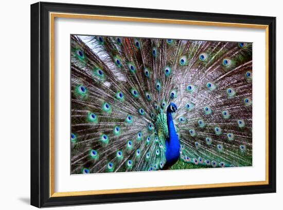 Wild Beauty II-Gail Peck-Framed Photographic Print