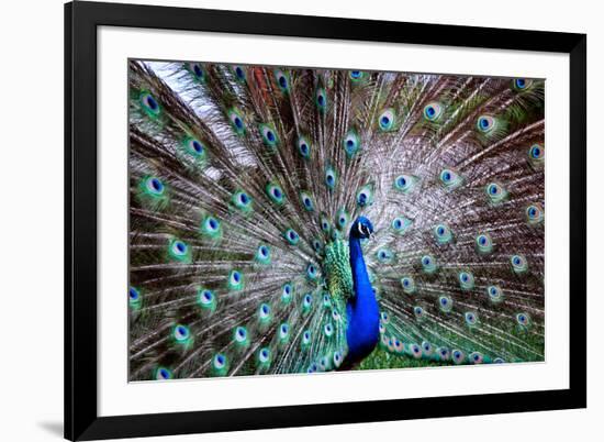 Wild Beauty II-Gail Peck-Framed Photographic Print