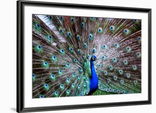 Wild Beauty II-Gail Peck-Framed Photographic Print