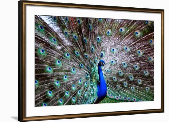 Wild Beauty II-Gail Peck-Framed Photographic Print