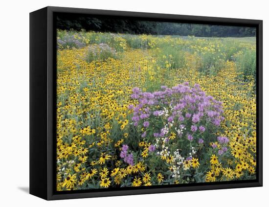 Wild Bergamot, Black Eyed Susans, Michigan, USA-Adam Jones-Framed Premier Image Canvas