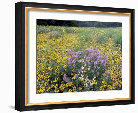 Wild Bergamot, Black Eyed Susans, Michigan, USA-Adam Jones-Framed Photographic Print