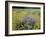 Wild Bergamot, Black Eyed Susans, Michigan, USA-Adam Jones-Framed Photographic Print