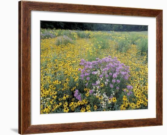 Wild Bergamot, Black Eyed Susans, Michigan, USA-Adam Jones-Framed Photographic Print