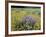 Wild Bergamot, Black Eyed Susans, Michigan, USA-Adam Jones-Framed Photographic Print