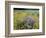 Wild Bergamot, Black Eyed Susans, Michigan, USA-Adam Jones-Framed Photographic Print