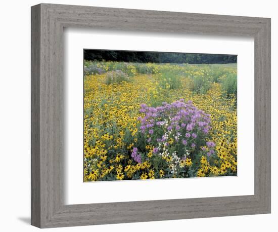 Wild Bergamot, Black Eyed Susans, Michigan, USA-Adam Jones-Framed Photographic Print