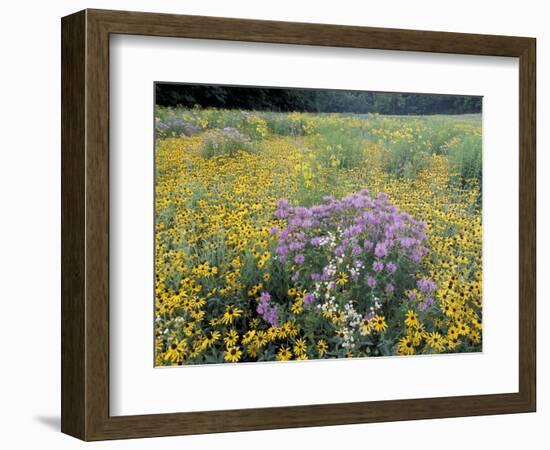 Wild Bergamot, Black Eyed Susans, Michigan, USA-Adam Jones-Framed Photographic Print