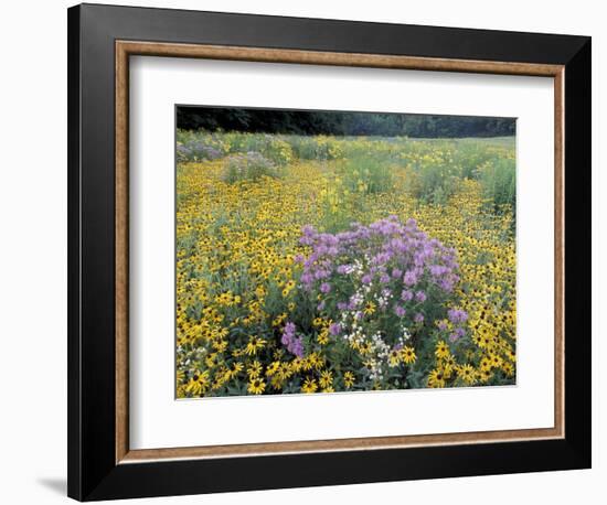 Wild Bergamot, Black Eyed Susans, Michigan, USA-Adam Jones-Framed Photographic Print