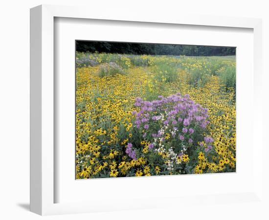 Wild Bergamot, Black Eyed Susans, Michigan, USA-Adam Jones-Framed Photographic Print