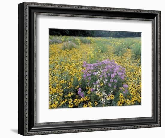 Wild Bergamot, Black Eyed Susans, Michigan, USA-Adam Jones-Framed Photographic Print