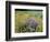 Wild Bergamot, Black Eyed Susans, Michigan, USA-Adam Jones-Framed Photographic Print