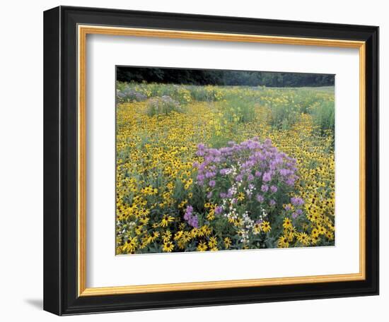 Wild Bergamot, Black Eyed Susans, Michigan, USA-Adam Jones-Framed Photographic Print