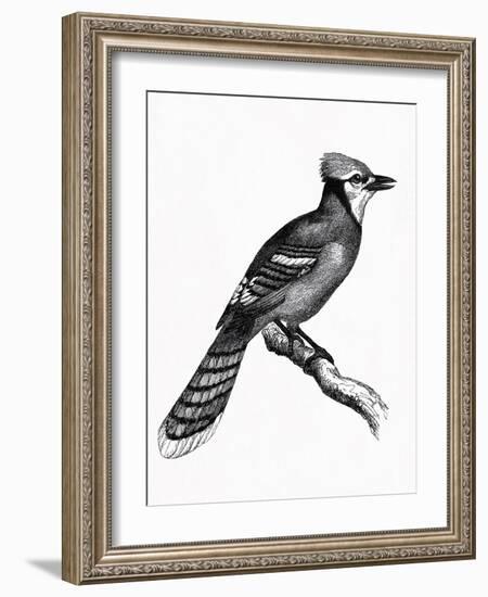 Wild Birds I-Maria Mendez-Framed Giclee Print
